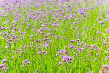 Verbena bonariensis flowers, Argentinian Vervain or Purpletop Vervain, Clustertop Vervain, Tall Verbena, Pretty Verbena, in garden