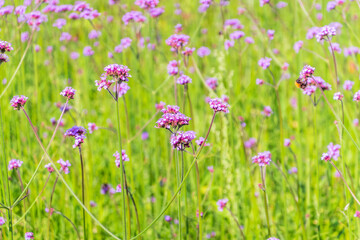 Verbena bonariensis flowers, Argentinian Vervain or Purpletop Vervain, Clustertop Vervain, Tall Verbena, Pretty Verbena, in garden