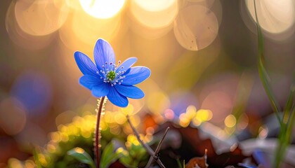 Radiant Blue Flower Blooming in Forest at Golden Hour with Bokeh Background and Shallow Depth of Field Sunlight Filtering Through Trees in Nature
