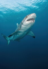 Fototapeta premium Oceanic Majesty: A great white shark glides gracefully through the deep blue ocean waters, showcasing its powerful form and mesmerizing presence, inspiring awe and respect for marine life.