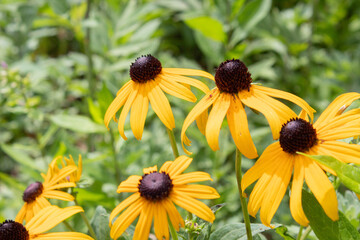 black eyed susan flowers
