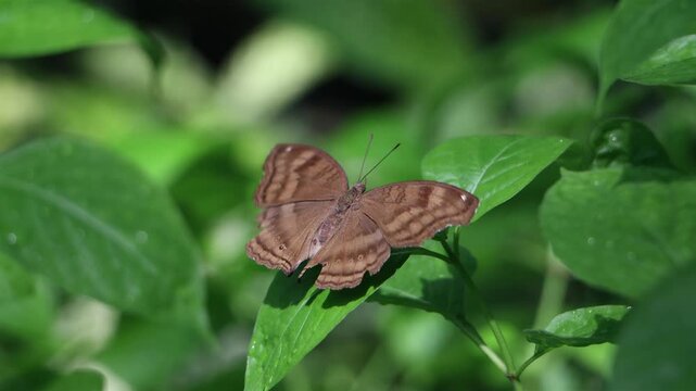 Butterfly Junonia iphita in tropical nature, Thailand