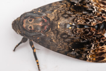 メンガタスズメ