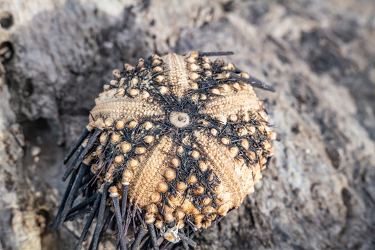 The diadema urchin or blue-black urchin (Echinothrix diadema) is a species of tropical sea urchin, member of the Diadematidae family. Napili Bay, West Maui, Hawaii.