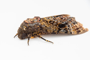 メンガタスズメ