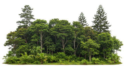 Coniferous forest. Green Trees on transparent background. are Forest and foliage in summer for both printing and web pages
