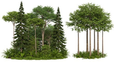Coniferous forest. Green Trees on transparent background. are Forest and foliage in summer for both printing and web pages