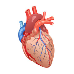 heart anatomy