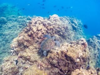 アオウミガメ,  
英名学名科目：Green Turtle, Green Sea Turtle, Chelonia mydas, ウミガメ科,
水面にはスキンダイバーが泳いでいる。
他の群れ。
静岡県伊豆半島南伊豆町中木ヒリゾ浜-2025年
