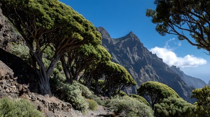 Obraz premium Lush green trees with unique forms and textures, are nestled against a rugged mountainside with rocky slopes.
