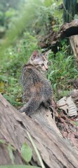 A small white and gray kitten sitting on a wooden log surrounded by lush green nature. The image captures innocence, simplicity, and tranquility, perfect for pet, nature, and countryside lifestyle the