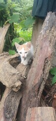 A small white and gray kitten sitting on a wooden log surrounded by lush green nature. The image captures innocence, simplicity, and tranquility, perfect for pet, nature, and countryside lifestyle the