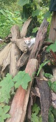 A small white and gray kitten sitting on a wooden log surrounded by lush green nature. The image captures innocence, simplicity, and tranquility, perfect for pet, nature, and countryside lifestyle the