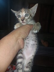 A small kitten held gently in a human hand, looking curiously at the camera with innocent eyes. This image captures the cuteness, warmth, and bond between humans and animals, perfect for pet, love, an