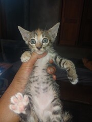 A small kitten held gently in a human hand, looking curiously at the camera with innocent eyes. This image captures the cuteness, warmth, and bond between humans and animals, perfect for pet, love, an