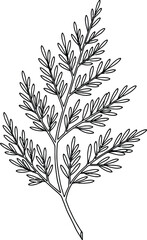 Black and white line drawing of a fern frond with detailed leaves on a white background leaf plant