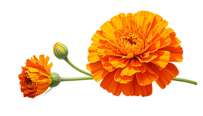 Two Marigold Flowers Bundle with Different Bloom Sizes isolated on transparent background.