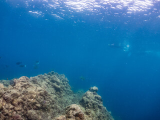 アオウミガメ,  
英名学名科目：Green Turtle, Green Sea Turtle, Chelonia mydas, ウミガメ科,
水面にはスキンダイバーが泳いでいる。
他の群れ。
静岡県伊豆半島南伊豆町中木ヒリゾ浜-2025年
