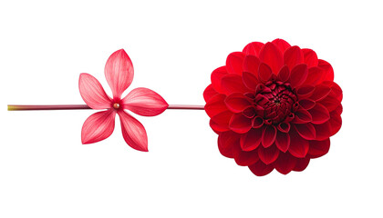 Two red flowers with delicate petals on a white background.