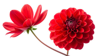 Two Red Flowers Bundle with Different Bloom Shapes isolated on transparent background.