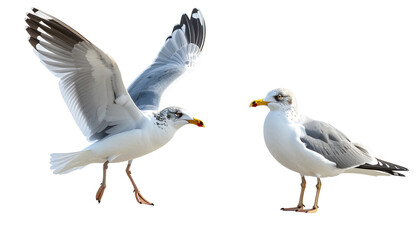 ;Two Distinct Seagulls Side by Side in Contrasting Styles isolated on transparent background.