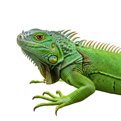 Obraz premium Vibrant green iguana basking under a mysterious sun, a symbol of nature's resilience and beauty
