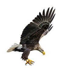 Obraz premium Majestic bald eagle soars powerfully, a symbol of American freedom and strength in flight