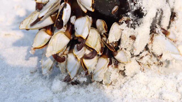 Colony of the pelagic gooseneck barnacle - Lepas anatifera, on the sea beach, close up