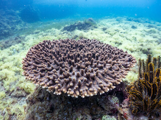 エンタクミドリイシ, Table coral, Acropora Solitaryensis, ミドリイシ科,
ウミシダ, Feather-stars, Oxycomanthus japonicus, ウミシダ目,
ソフトコーラル, Soft Coral,
他の群れ。
静岡県伊豆半島南伊豆町中木ヒリゾ浜-2025年
