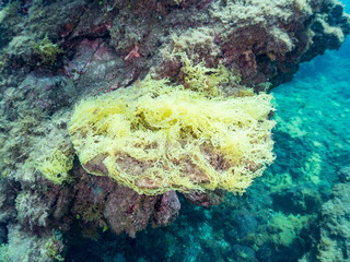 ツカサアミ, Kallymenia perforata, ツカサノリ科,
海藻, Sea...