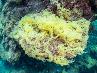 ツカサアミ,  
英名学名科目：Kallymenia perforata, ツカサノリ科,
海藻, Sea Weed,
他の群れ。
静岡県伊豆半島南伊豆町中木ヒリゾ浜-2025年
