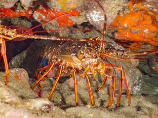 イセエビ, 伊勢海老,  
英名学名科目：Japanese Spiny Lobster, Panulirus japonicus, イセエビ科,
イボヤギ, Orange Cup Coral,
カイメン, Sea Sponge,
ソフトコーラル, Soft Coral,
他の群れ。
静岡県伊豆半島南伊豆町中木ヒリゾ浜-2025年
