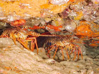 イセエビ, 伊勢海老, 
英名学名科目： Japanese Spiny Lobster, Panulirus japonicus, イセエビ科,
イボヤギ, Orange Cup Coral,
カイメン, Sea Sponge,
ソフトコーラル, Soft Coral,
他の群れ。
静岡県伊豆半島南伊豆町中木ヒリゾ浜-2025年
