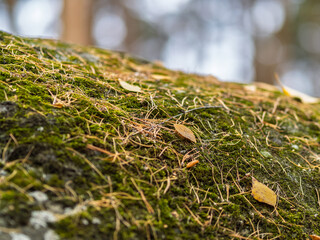 Soft thick moss in the forest is lit by the sun.