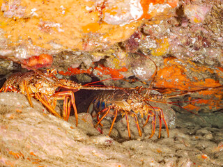 イセエビ, 伊勢海老, 
英名学名科目：Japanese Spiny Lobster, Panulirus japonicus, イセエビ科,
イボヤギ, Orange Cup Coral,
カイメン, Sea Sponge,
ソフトコーラル, Soft Coral,
他の群れ。
静岡県伊豆半島南伊豆町中木ヒリゾ浜-2025年
