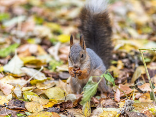 Squirrel in autumn hides nuts on the green grass with fallen yellow leaves