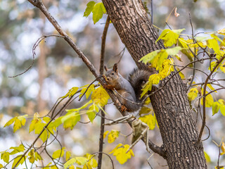 Portrait of a squirrel on a tree trunk