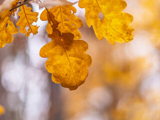 Oak branches with yellow leaves in autumn park