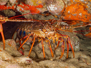 イセエビ, 伊勢海老, Japanese Spiny Lobster, Panulirus japonicus, イセエビ科,
イボヤギ, Orange Cup Coral,
カイメン, Sea Sponge,
ソフトコーラル, Soft Coral,
他の群れ。
静岡県伊豆半島南伊豆町中木ヒリゾ浜-2025年
