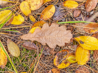Orange, brown and yellow fallen oak leaves in the sunlight.