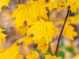 Maple branches with yellow leaves in autumn, in the light of sunset.