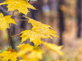 Maple branches with yellow leaves in autumn, in the light of sunset.