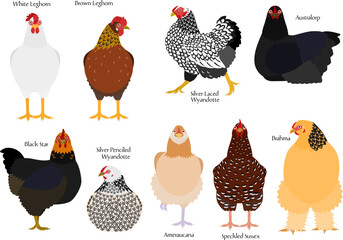 set of colorful chickens ob various breeds