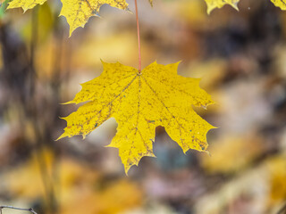 Maple branches with yellow leaves in autumn, in the light of sunset.