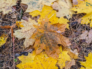 Orange and yellow fallen leaves in the sunlight.