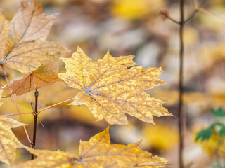 Maple branches with yellow leaves in autumn, in the light of sunset.