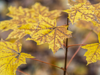 Maple branches with yellow leaves in autumn, in the light of sunset.