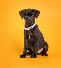 Cute black puppy with a pearl necklace, sitting alone and looking at the camera on a yellow background