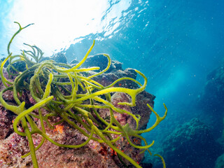 ナガミル, Codium cylindricum, ミル科,
海藻, Sea...