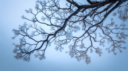 Obraz premium Natural patterns in science are beautifully displayed in frosty tree branch against soft blue winter sky creating tranquil scene